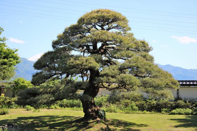 庭や亨の施工写真10｜埼玉県鴻巣市で剪定・除草・伐採・作庭