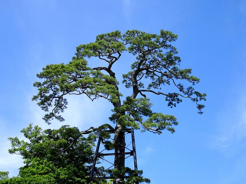 庭や亨の施工写真15｜埼玉県鴻巣市の庭仕事